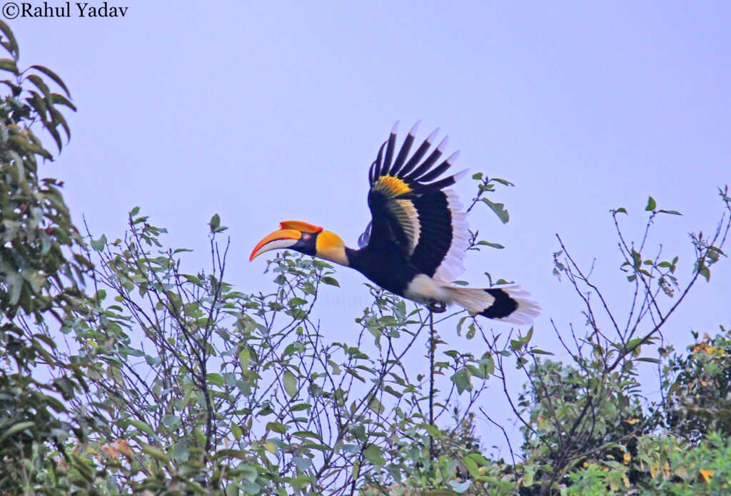 koyna wildlife sanctuary
